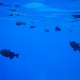 Image for article titled Review: Pentax W60 Waterproof Camera Catching Whale Sharks